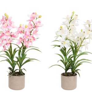 Location Plante Orchidée 85 cm