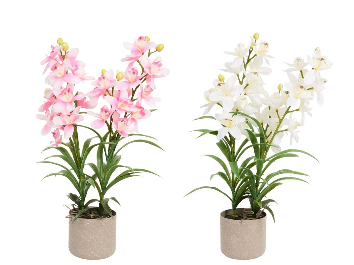 Location Plante Orchidée 85 cm