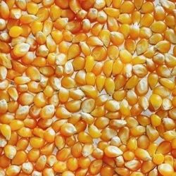Maïs à éclater spécial pour pop-corn, variété Butterfly. 500 Grs (Achat)